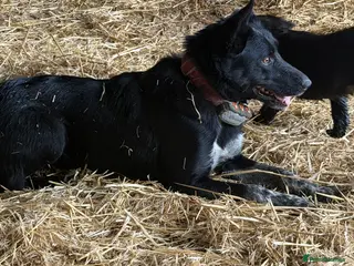 Mixed Breed dogs Collie cross puppies - Advert 4