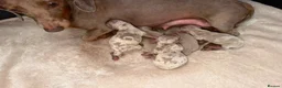 Miniature Dachshund dogs for sale: Miniature dachshund Puppies - Advert 8