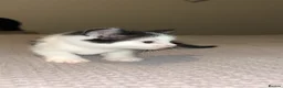 Mixed Breed cats for sale: Gorgeous kittens for sale  - Advert 2