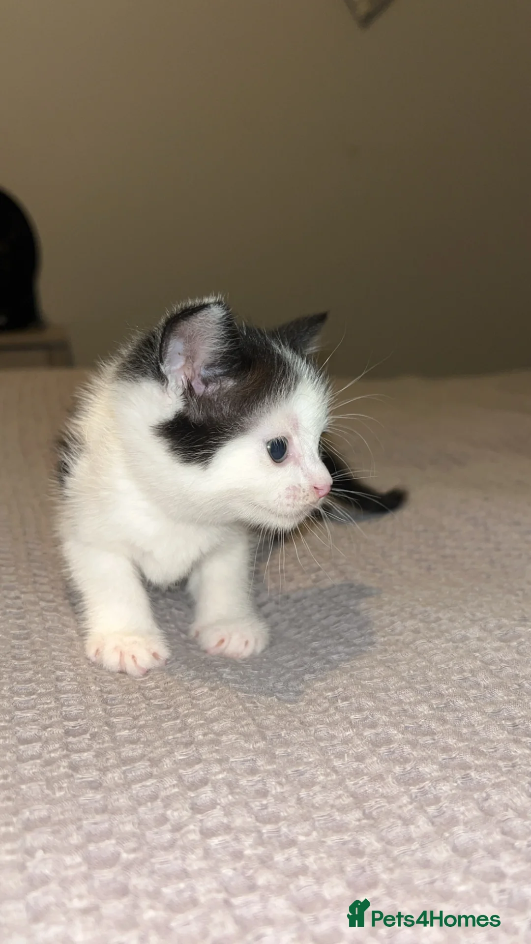 Mixed Breed cats for sale: Gorgeous kittens for sale  - Advert 2