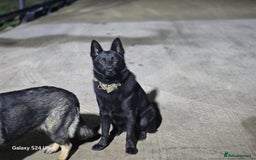 German Shepherd dogs for sale: Black German Shepherd Puppy – Male,  - Advert 4