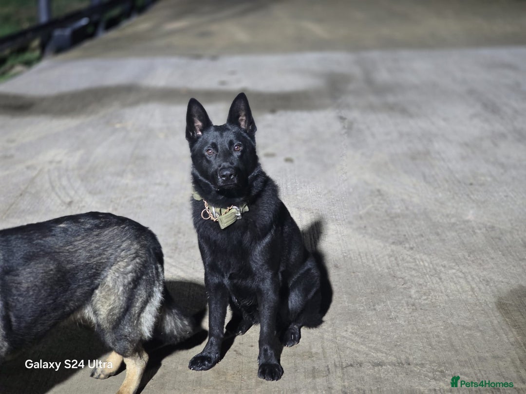 German Shepherd dogs for sale: Black German Shepherd Puppy – Male,  - Advert 4