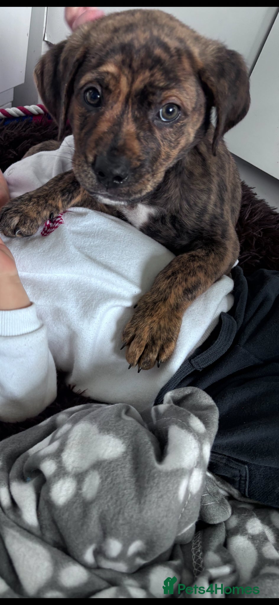 Mixed Breed dogs Rolo  - Advert 1