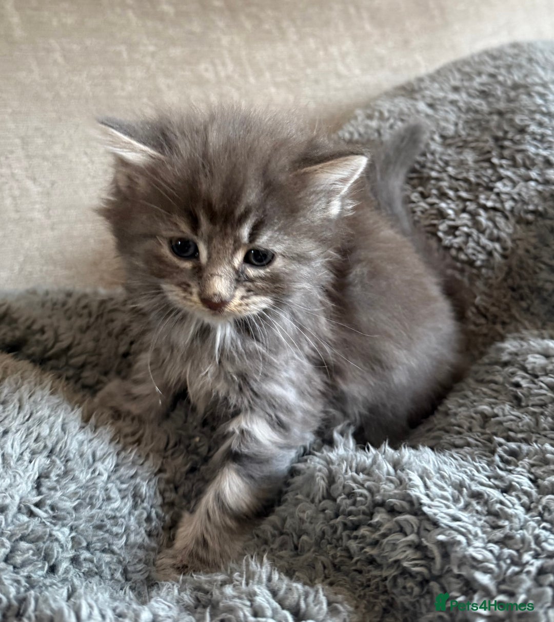 Mixed Breed cats for sale: Adorable kittens  - Advert 8
