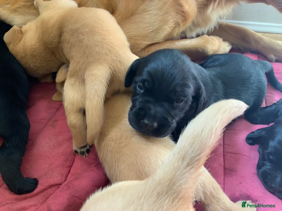 Goldador dogs for sale:  Goldador Puppies - Retriever/labrador  🐾 in York - Advert 2