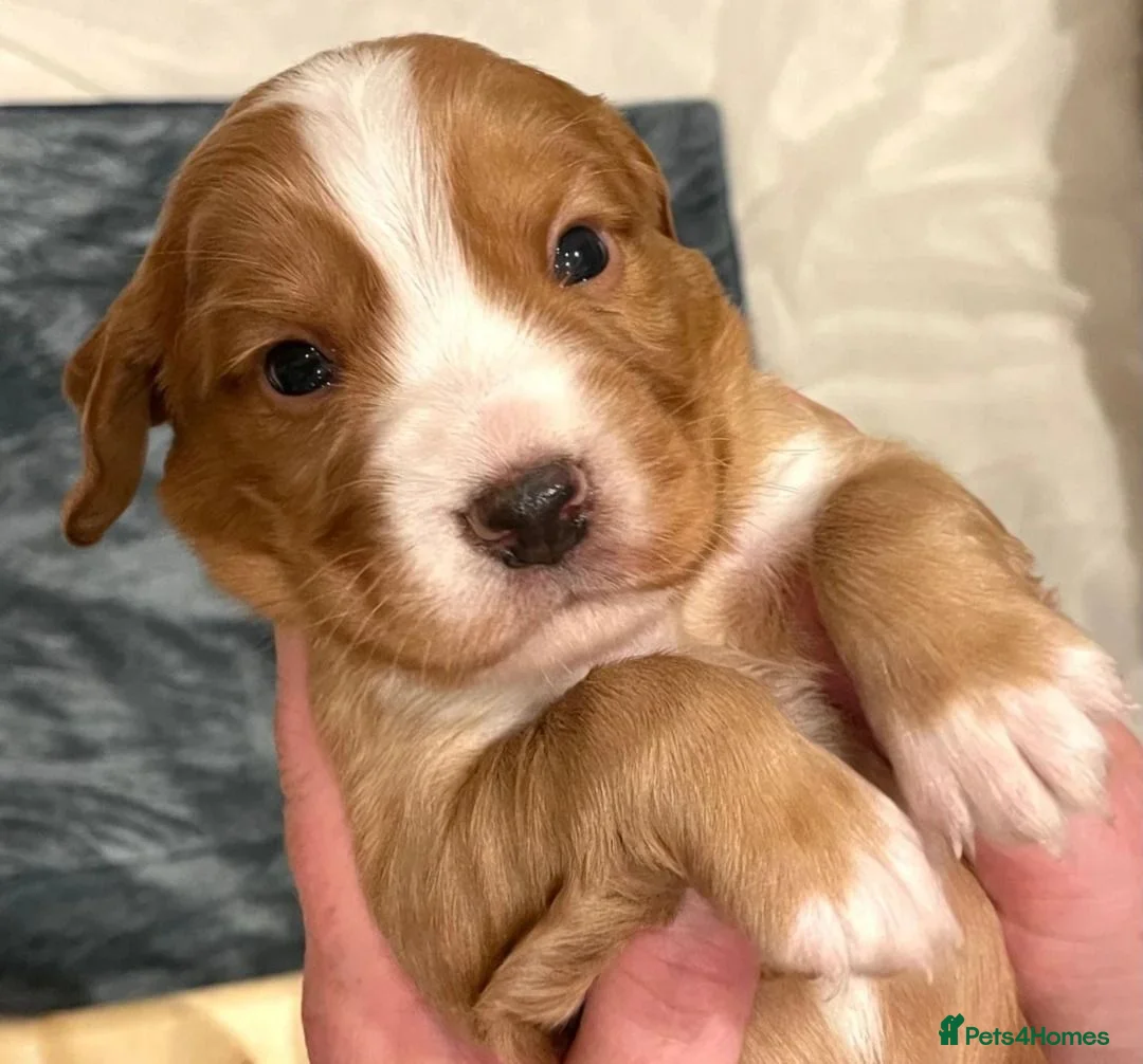Cocker Spaniel dogs for sale: Cocker Spaniels looking for loving homes in Bradford - Advert 2