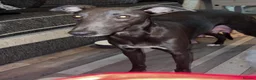Lurcher dogs for sale: BEDLINGTON WHIPPET  - Advert 2