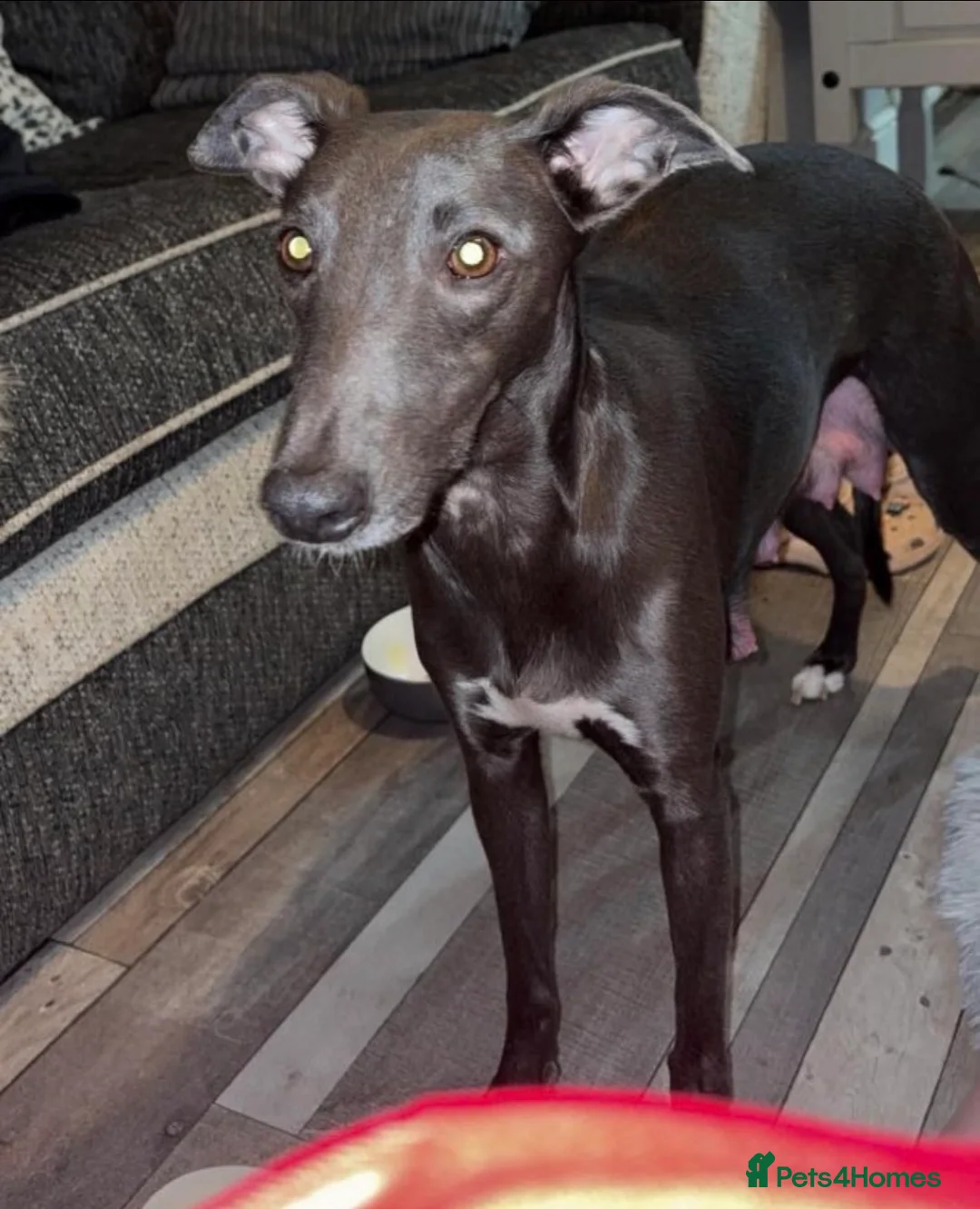 Lurcher dogs for sale: BEDLINGTON WHIPPET  - Advert 2
