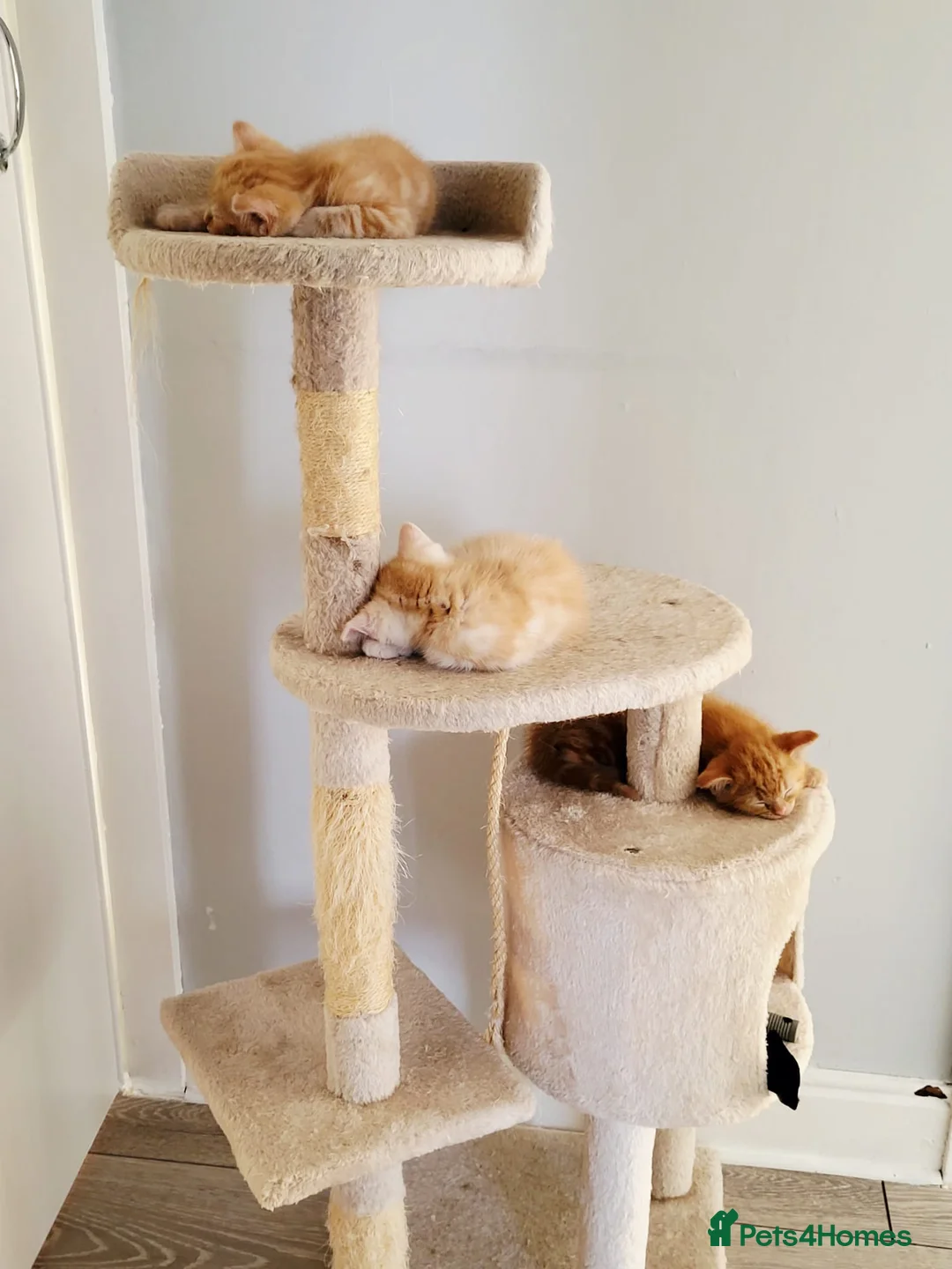 Mixed Breed cats for sale: 3 lovely ginger male cats available  in Preston - Advert 9
