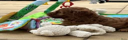 Cockapoo dogs for sale: STUNNING AMERICAN COCKAPOO ( Yankee Doodles)  - Advert 11