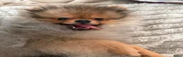 Pomeranian dogs for sale: Beautiful Kennel Club Registered Pomeranian Boy  in Bognor Regis - Advert 2