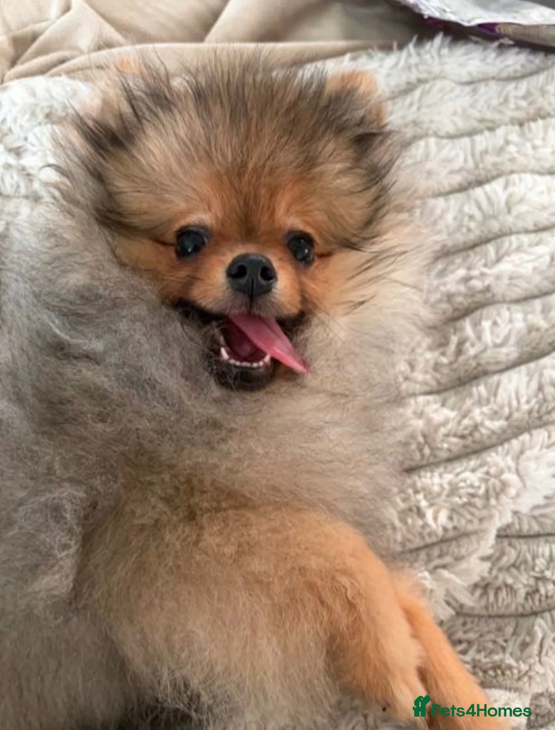 Pomeranian dogs for sale: Beautiful Kennel Club Registered Pomeranian Boy  in Bognor Regis - Advert 2