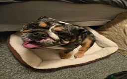English Bulldog dogs for sale: English Bulldog  - Image 1