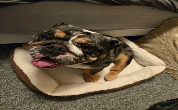English Bulldog dogs - Advert 2