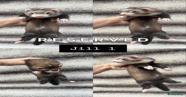 Ferret rodents - Advert 9