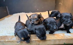 Patterjack dogs for sale: 🐾 🐶 Gorgeous patterjack puppies 🐶 🐾 - Image 7