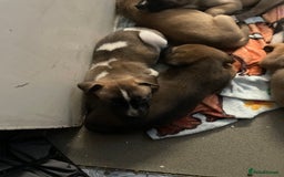 Mixed Breed dogs for sale: Bullsky puppies  - Advert 23