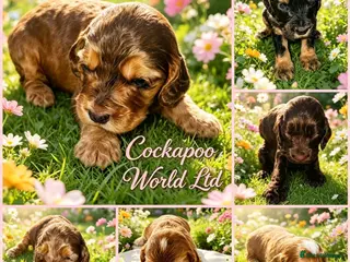 Cockapoo dogs DNA CLEAR,stunning cockapoos, ready 18th September - Advert 7