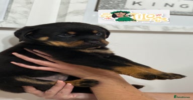 Rottweiler dogs - Advert 4
