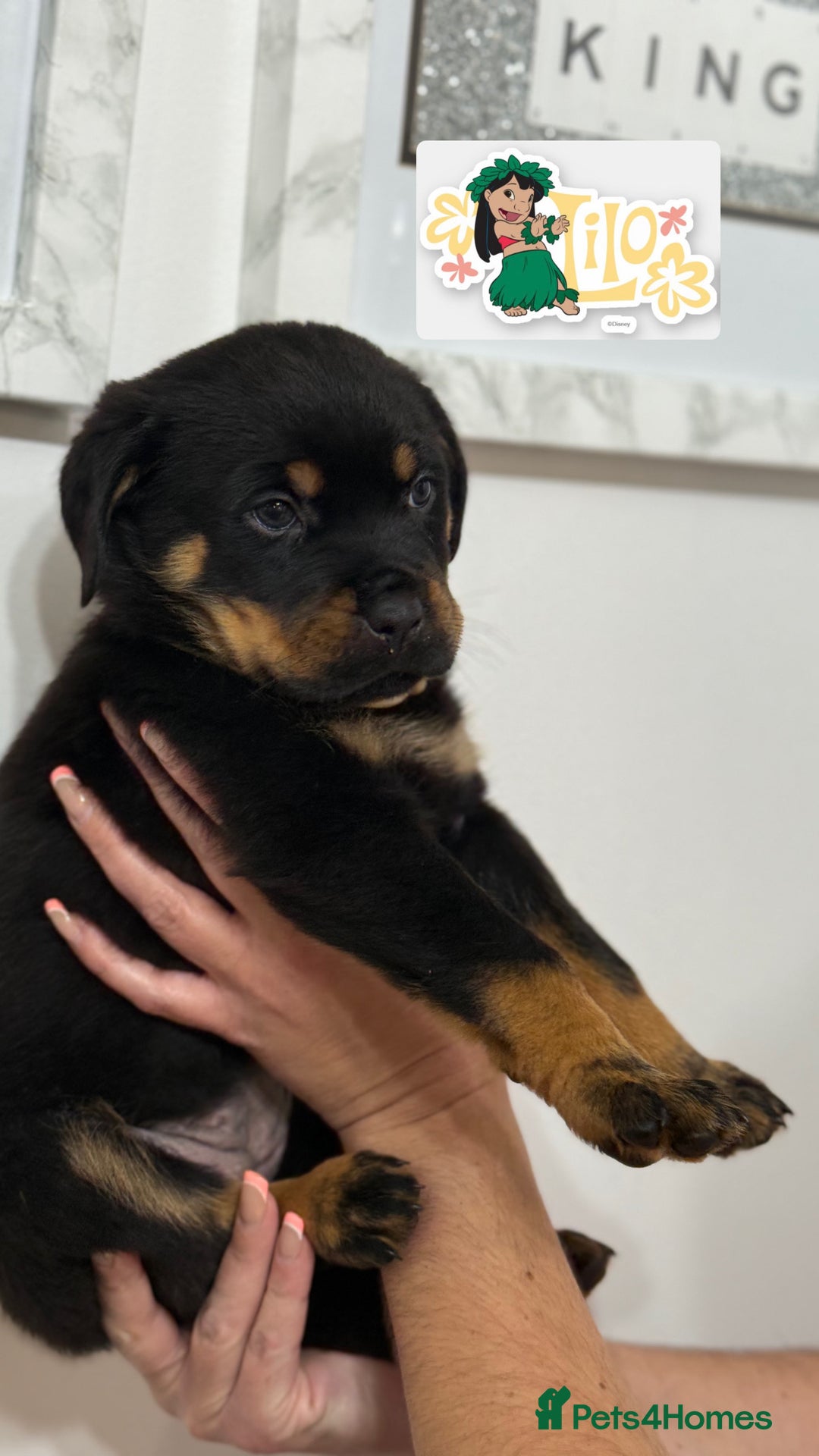 Rottweiler dogs for sale: Stunning chunky Rottweiler puppies - Image 3
