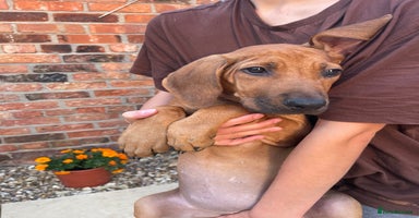 Rhodesian Ridgeback dogs in Scunthorpe - Advert 4