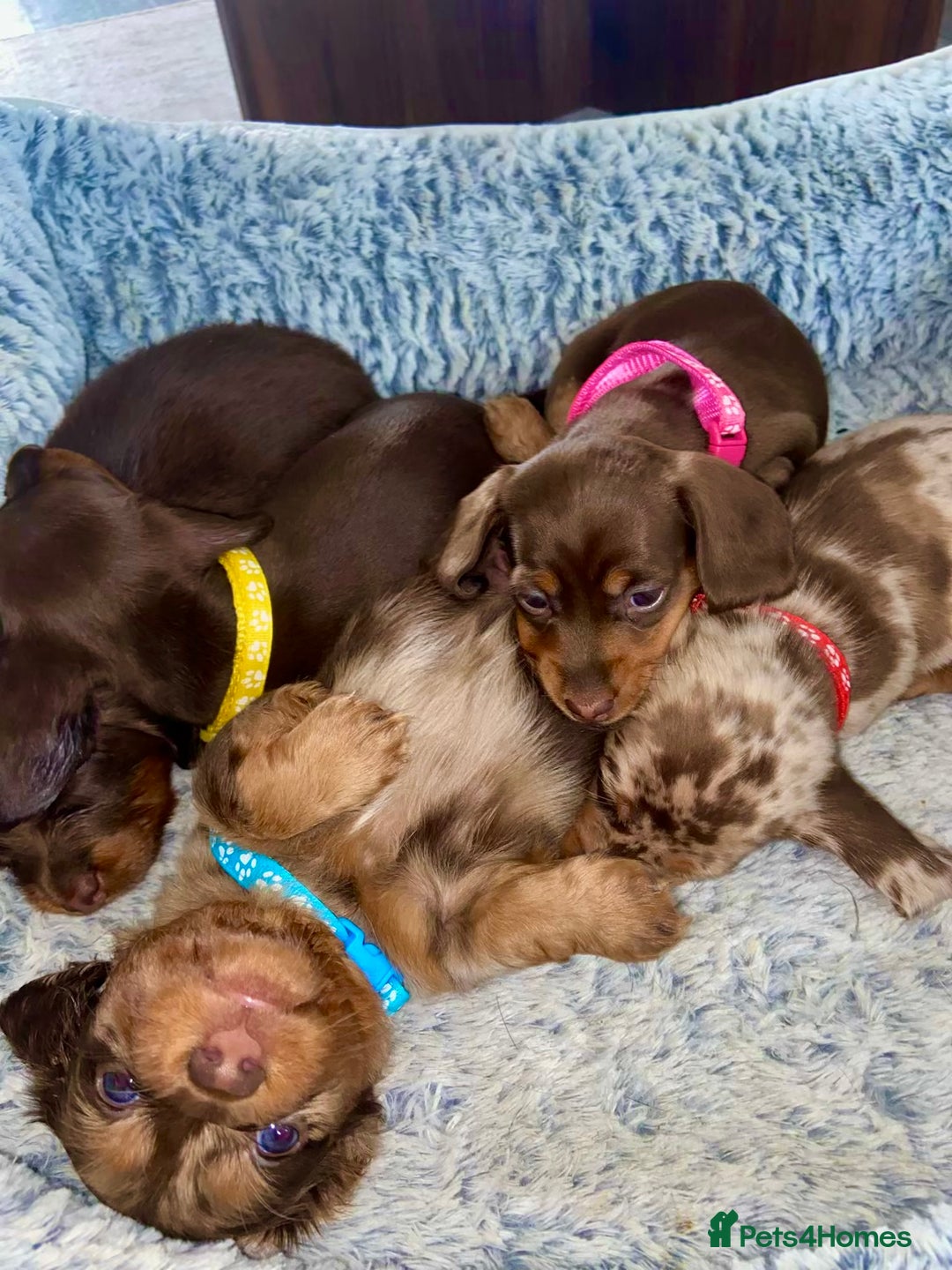 Miniature Dachshund dogs for sale: KC Championship line miniature dachshunds  - Image 2