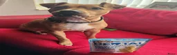 Mixed Breed dogs for sale: ***MISS LULA LEMON*** - Advert 18
