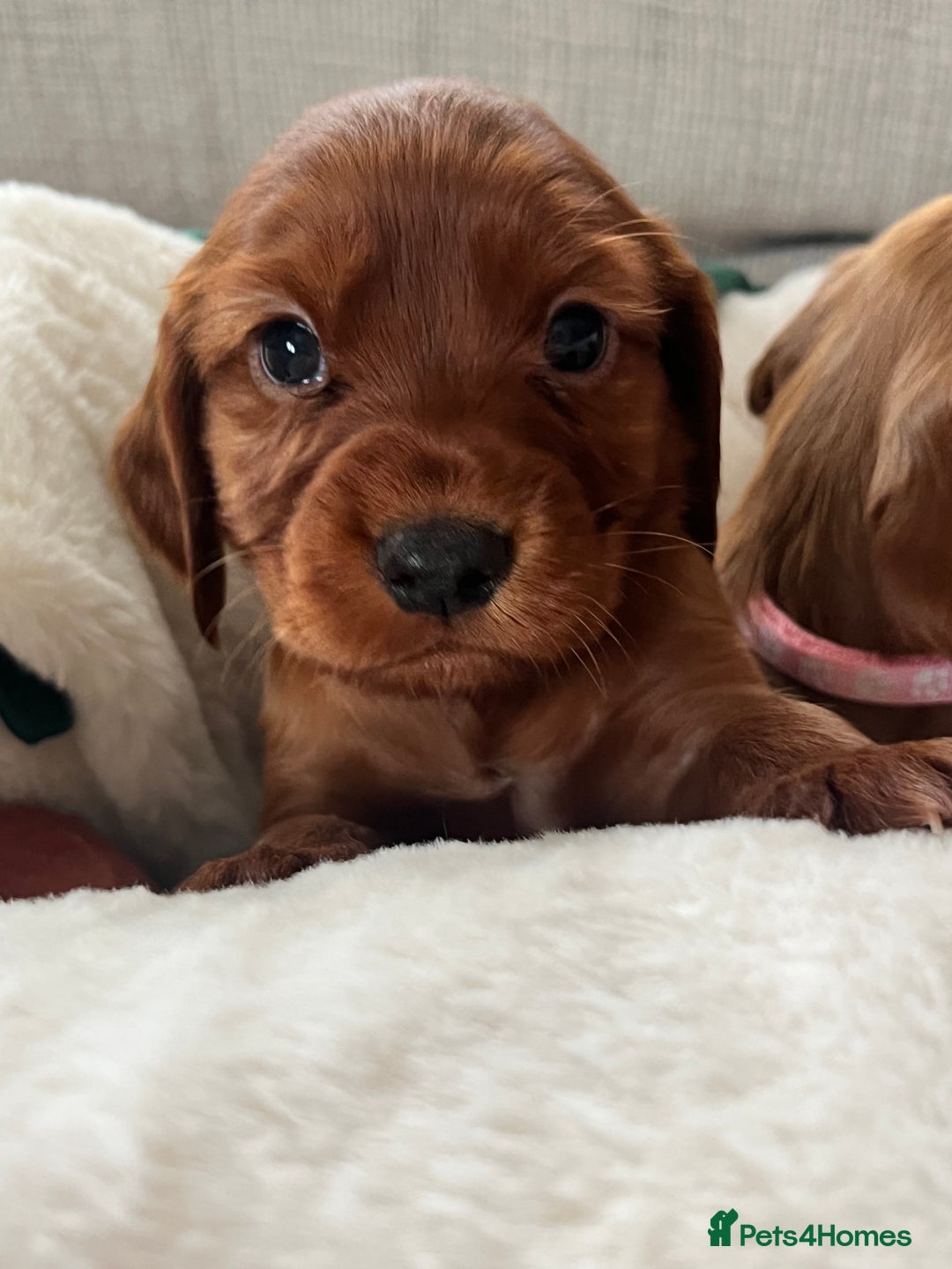 Cocker Spaniel dogs for sale: fox red cocker spaniels health tested  - Advert 10