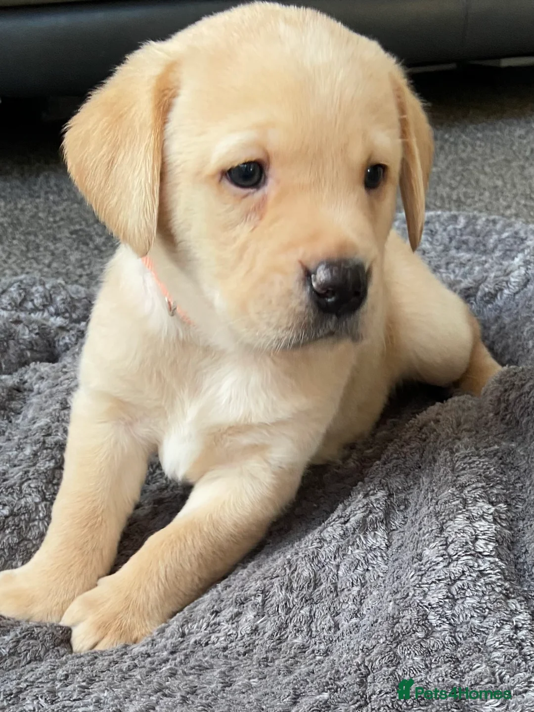 Labrador Retriever dogs for sale: Our last little beautiful boy. - Advert 1