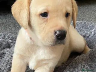 Labrador Retriever dogs Our last little beautiful boy. - Advert 1