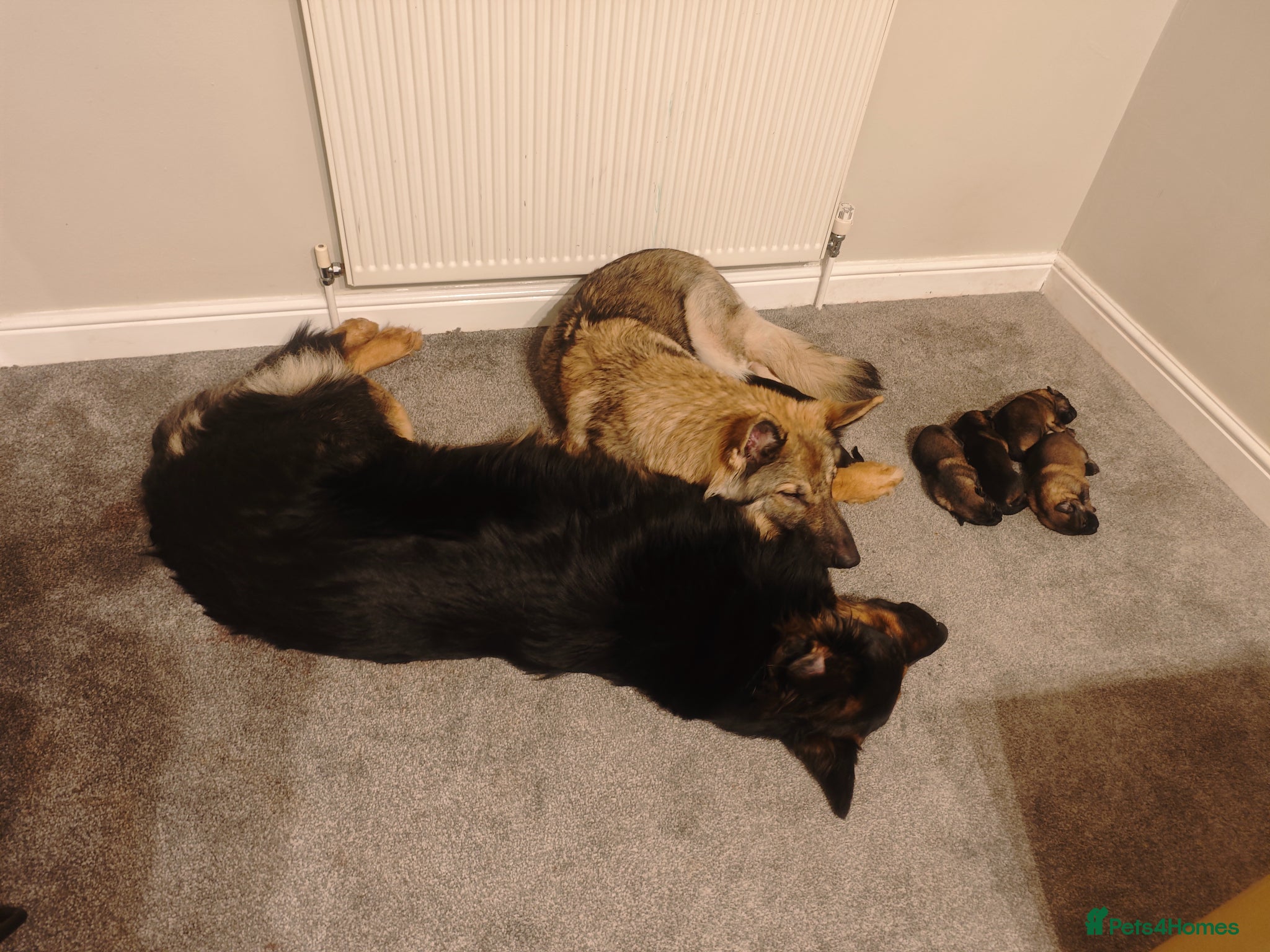 German Shepherd dogs for sale: 3 Purebred Pups XL Long-Hair GSD Girl Puppies - Advert 12