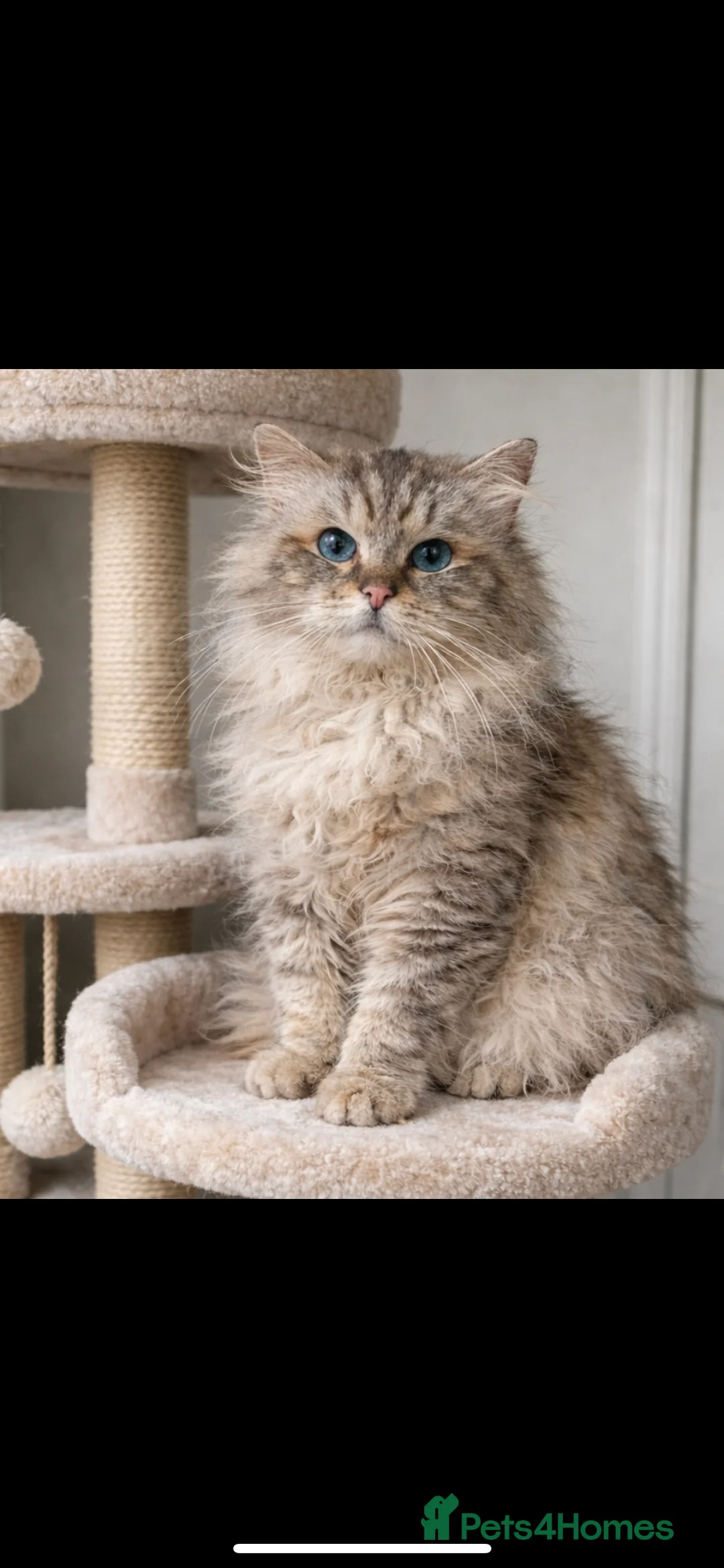 Ragdoll cats for stud: GCCF TABBY (Lynx) RAGDOLL STUD carrying choc  - Advert 2