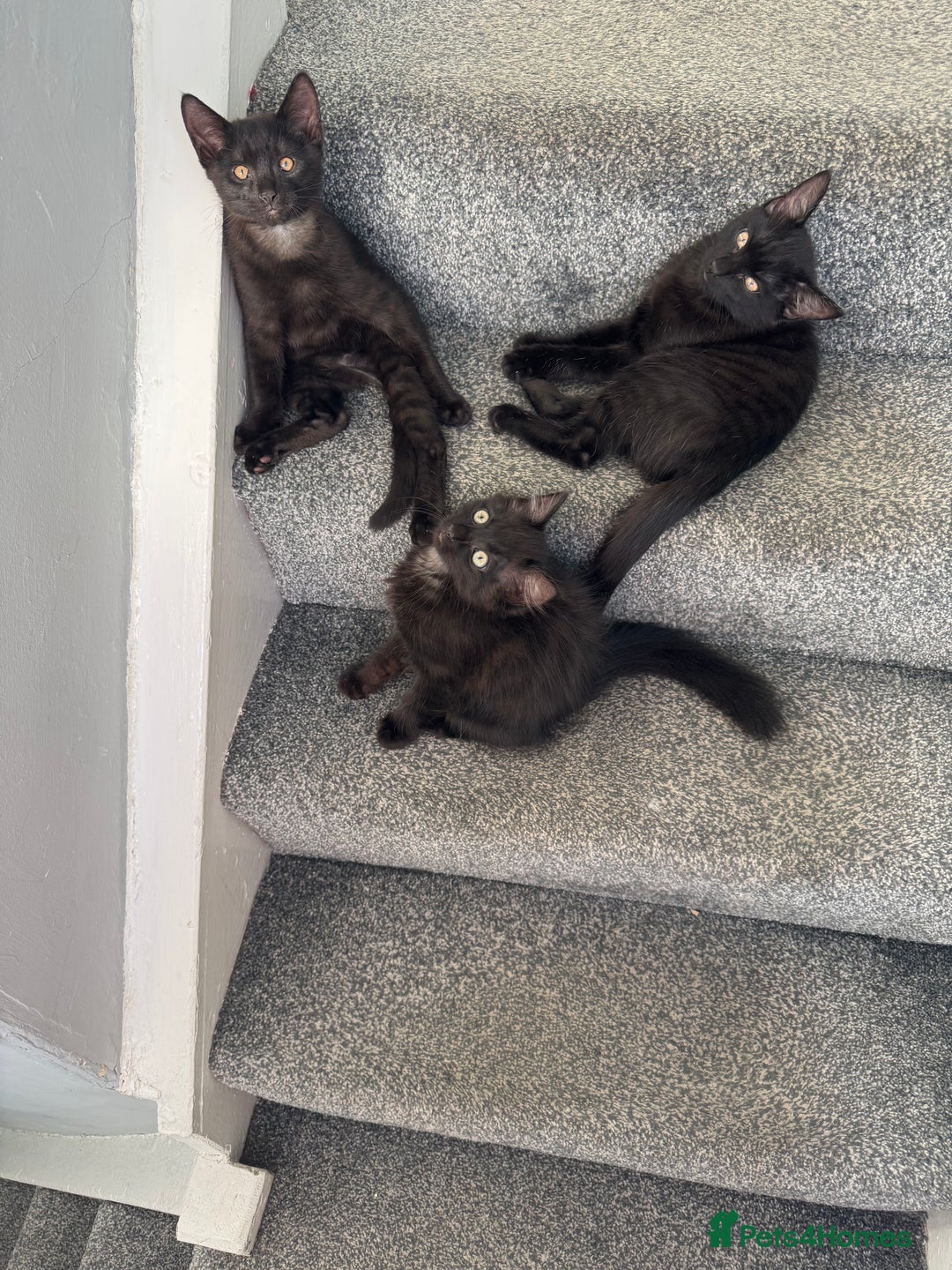 Mixed Breed cats for sale: 3 black kittens - Image 1