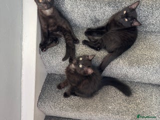 Mixed Breed cats - Advert 7