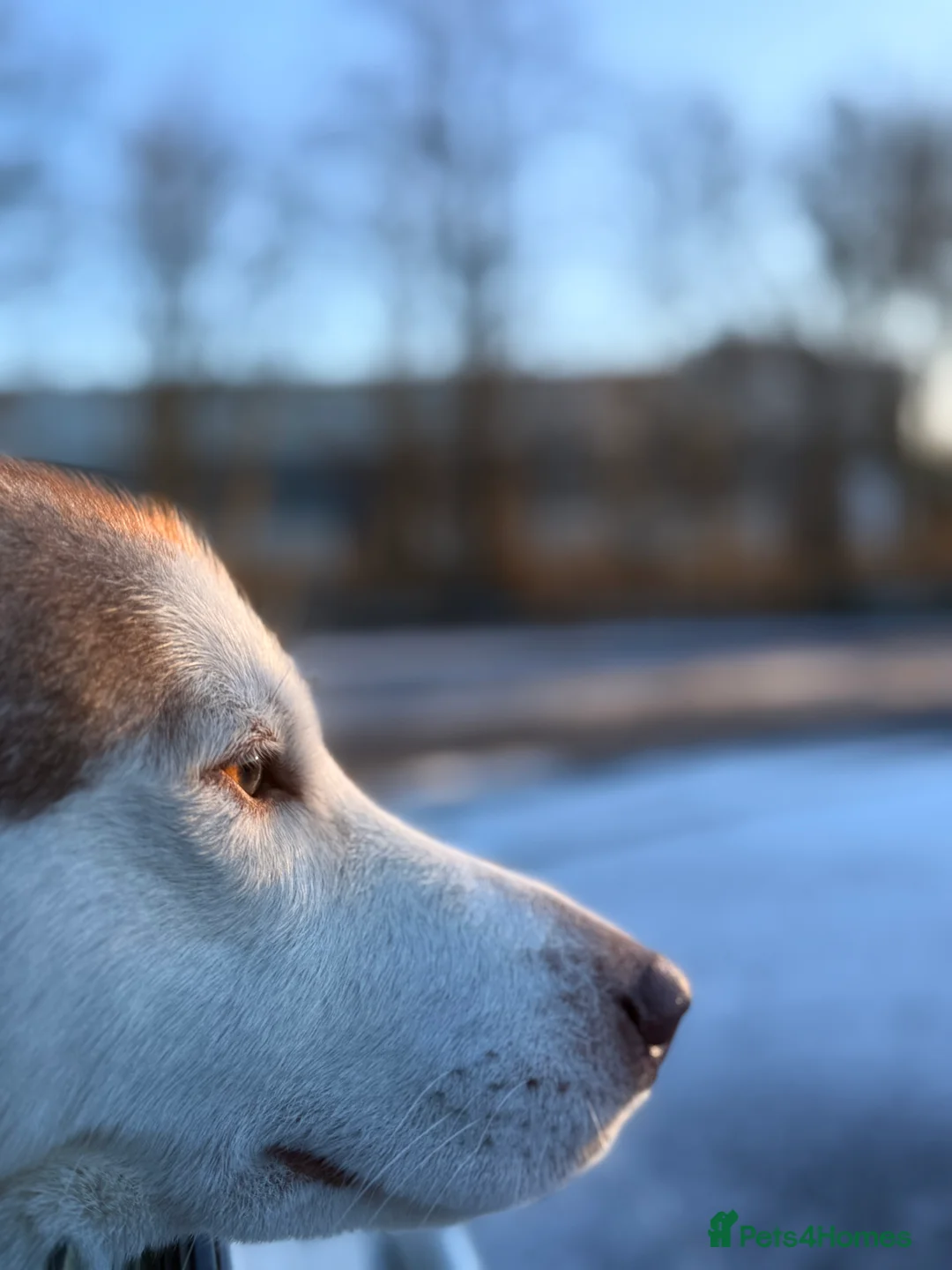 Siberian Husky dogs for stud: Husky aka: Cheetah  in Birmingham - Advert 5