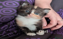 Mixed Breed cats for sale: Beautiful kittens  - Image 8