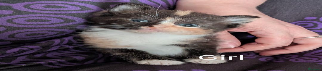 Mixed Breed Kitten 5