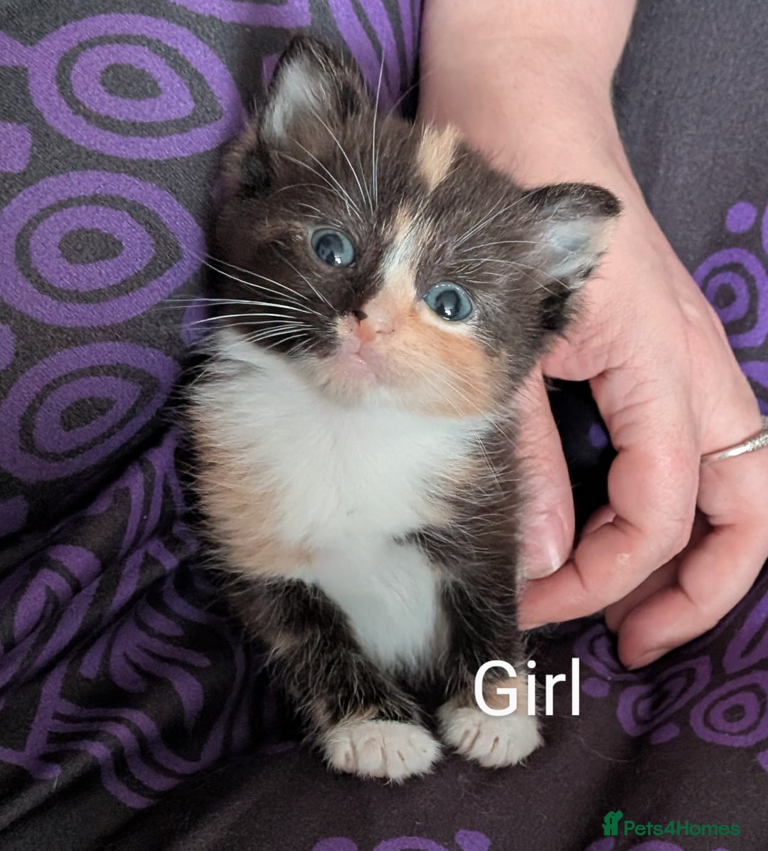 Mixed Breed cats for sale: Beautiful kittens  - Image 8
