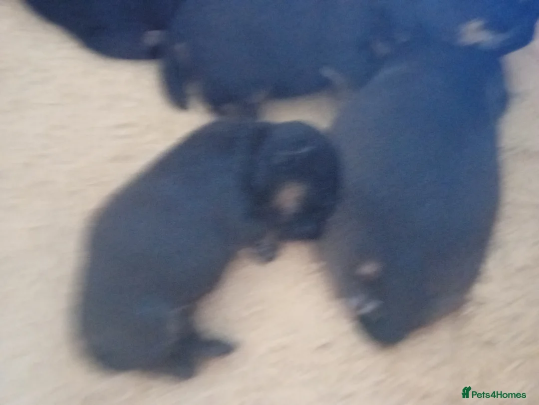 Border Terrier dogs for sale: Border Terrier puppies for sale - Advert 4