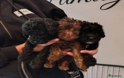 Toy Poodle dogs for sale: **Beautiful Toy Poodle Babies** - Image 2