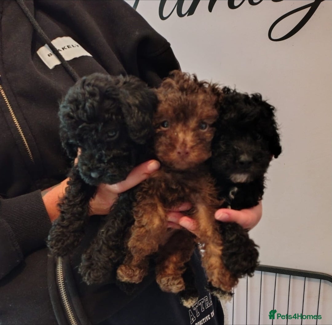 Toy Poodle dogs for sale: **Beautiful Toy Poodle Babies** - Image 2