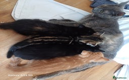 Mixed Breed cats for sale: 4 stunning kittens looking for their forever home. - Image 21
