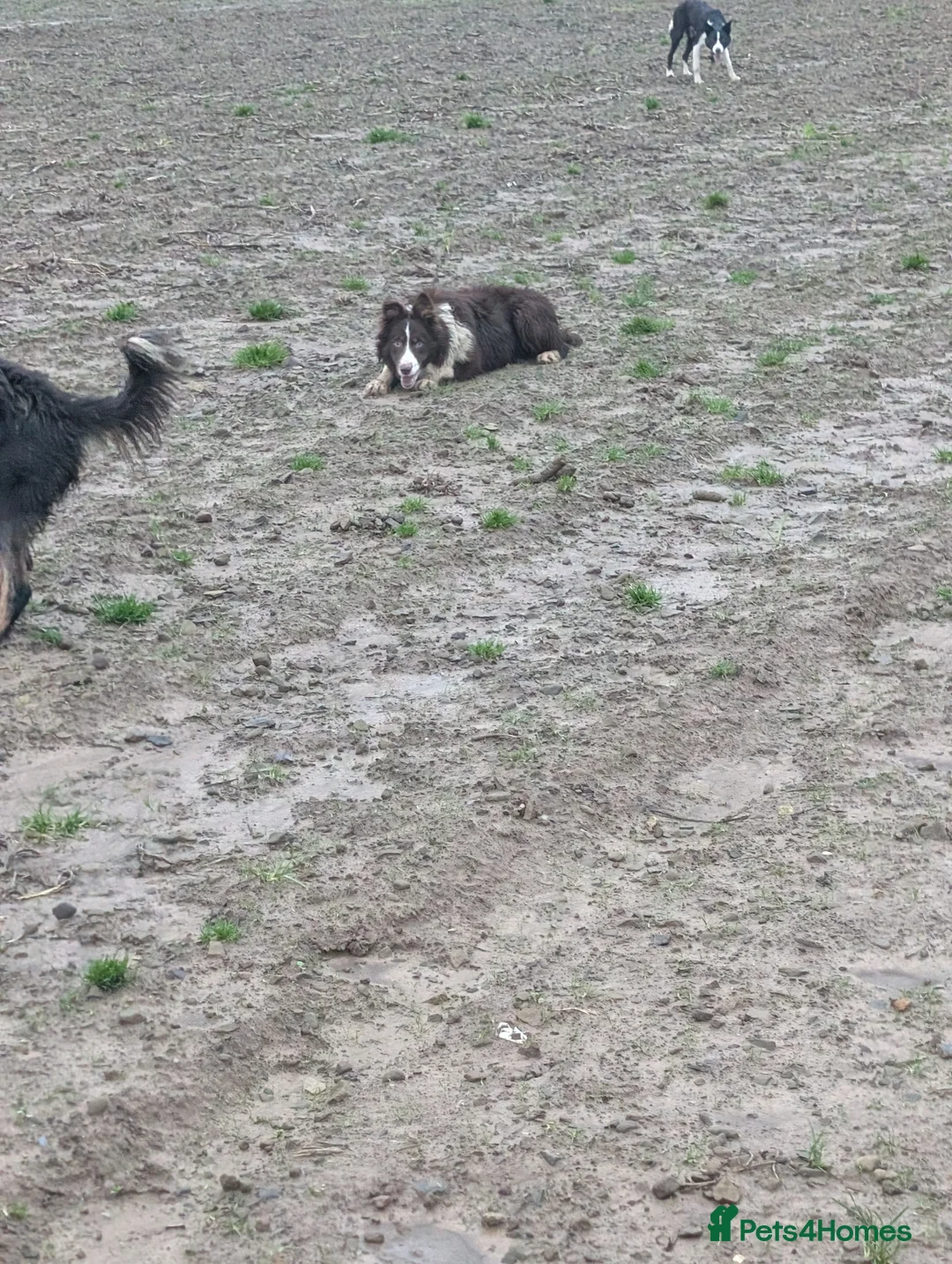 Border Collie dogs for sale: Sophie isds reg , red Tri bitch  - Advert 7