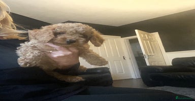 Doxiepoo dogs - Advert 4