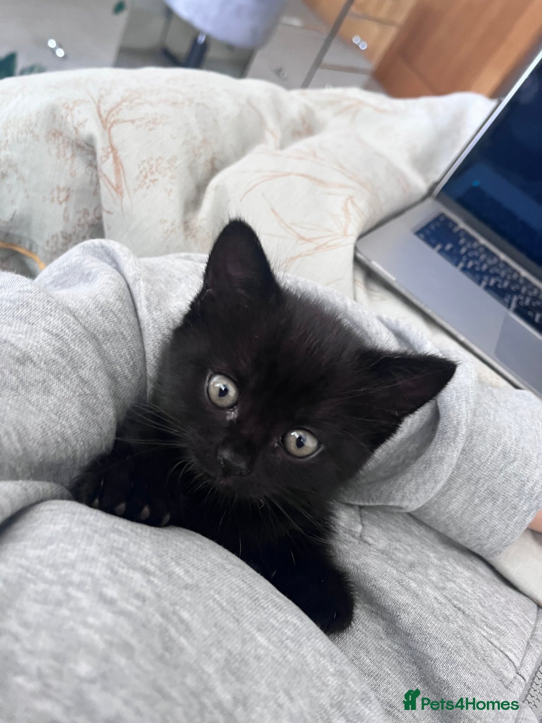 Mixed Breed cats for sale: 4 female kittens for sale - Image 14