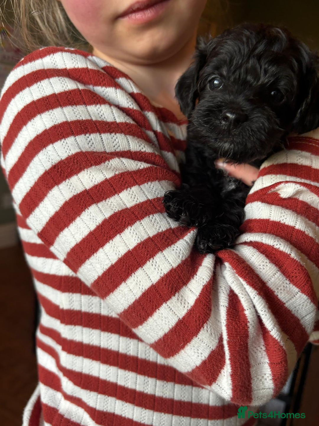Schnoodle dogs for sale: Exceptional Miniature Schnoodle Puppies - Advert 14