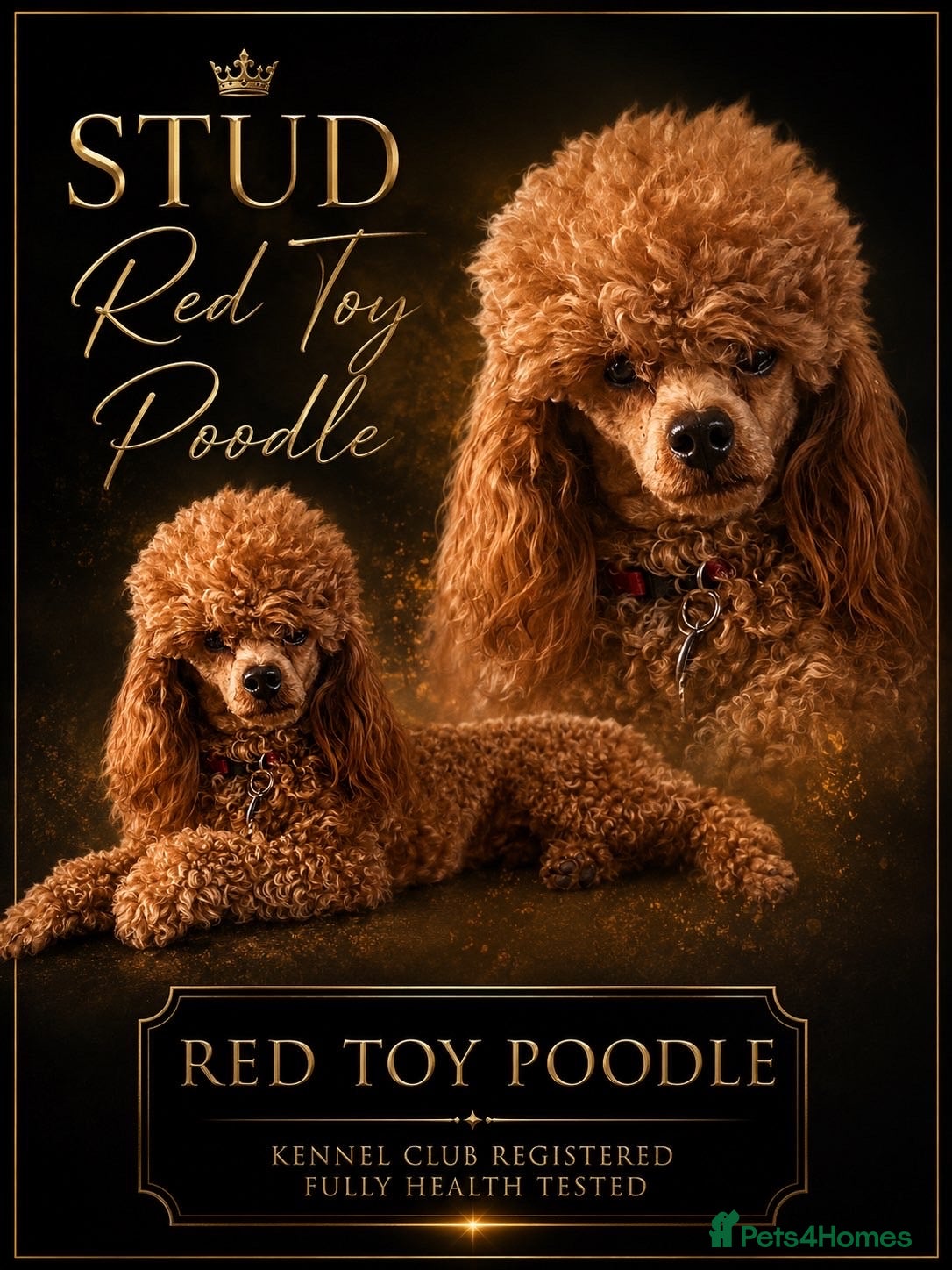 Toy Poodle dogs KC DNA Health Tested Red Toy Poodle Stud - Advert 17