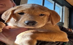 Labrador Retriever dogs for sale: KC Lab puppies - Image 22