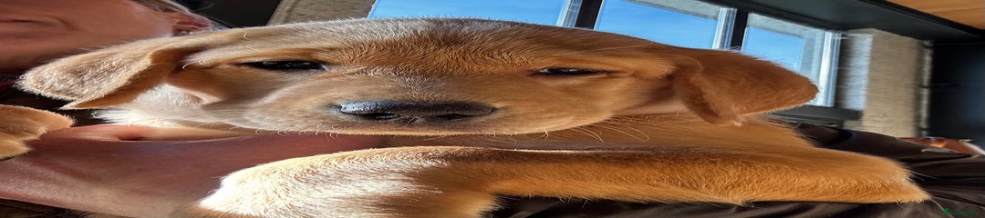 Labrador Retriever Puppy 6