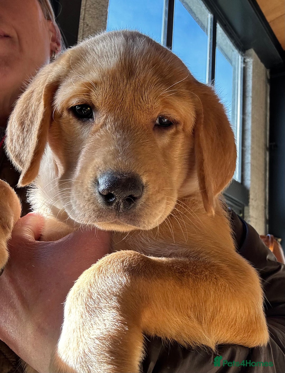 Labrador Retriever dogs for sale: KC Lab puppies - Image 22